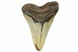 Fossil Megalodon Tooth - North Carolina #298923-1